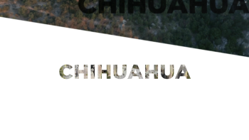 Chihuahua LINER ESTADO 